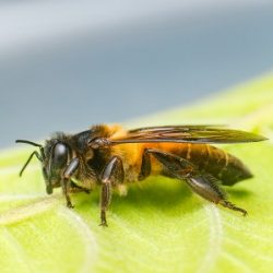 Stingless-Bees