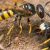 Termite Pest Control Hobart