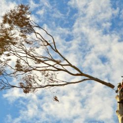 Adelaide Tree Removal