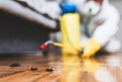 Pest Control Brisbane