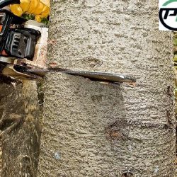 5 Signs You Need To Call An Arborist For Your Trees